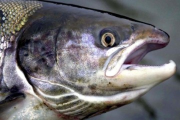 Salmon Farming Damages Scotland's Marine Ecosystem